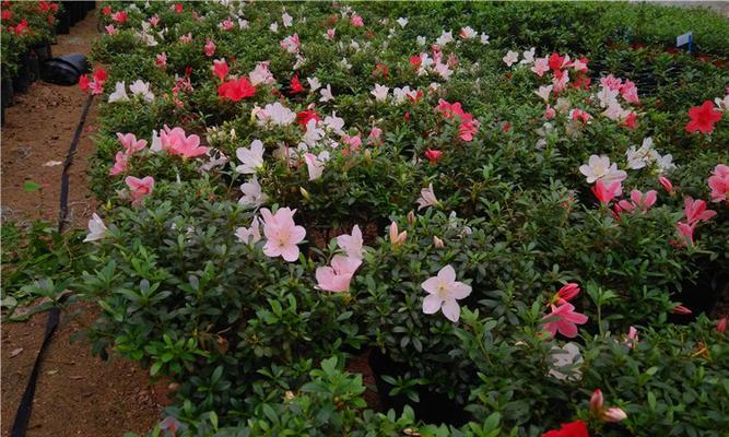 杜鹃花土配制方法是什么？如何正确配制杜鹃花土？