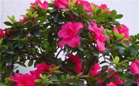 杜鹃花不开花的原因是什么？如何解决？