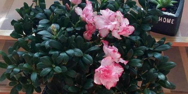 杜鹃花不开花的原因是什么？如何解决？