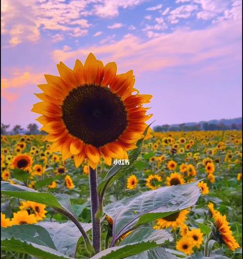 向日葵花的寓意是什么？花语有哪些含义？
