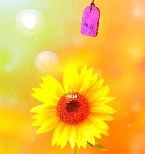 向日葵花的寓意是什么？花语有哪些含义？