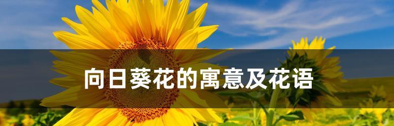 向日葵花语是什么？适合送给哪些人？