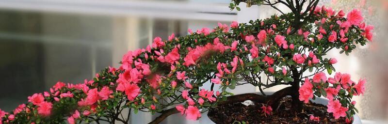 杜鹃花夏季怎么养家庭养法？有哪些注意事项？
