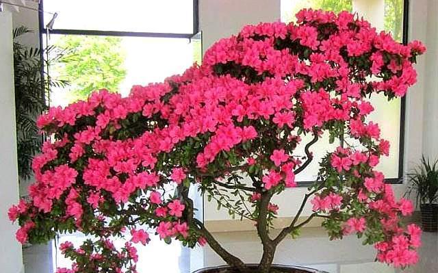 杜鹃花夏季怎么养家庭养法？有哪些注意事项？