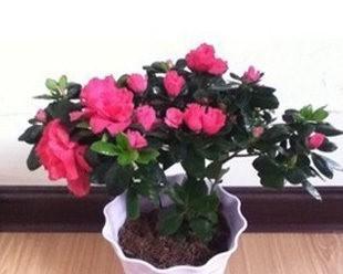 杜鹃花夏季如何养护？夏季养殖杜鹃花有哪些方法？