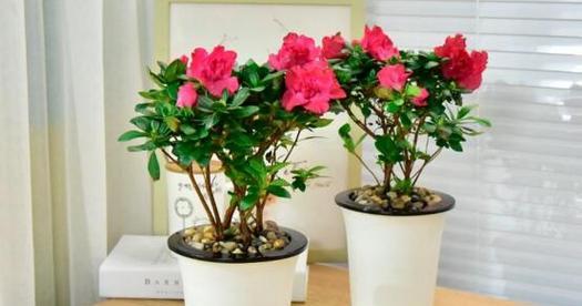 杜鹃花夏季如何养护？夏季养殖杜鹃花有哪些方法？