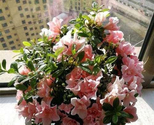 杜鹃花浇水频率是多少？如何正确照顾杜鹃花？
