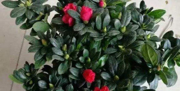 杜鹃花浇水频率是多少？如何正确照顾杜鹃花？