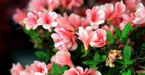 杜鹃花浇水频率是多少？如何正确照顾杜鹃花？