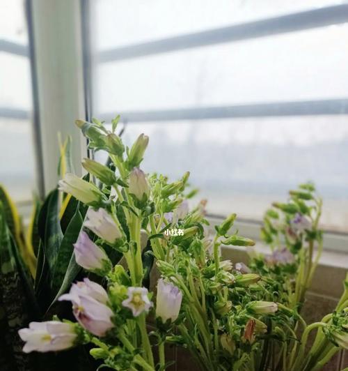 象征爱情至死不渝的植物有哪些？它们的花语是什么？