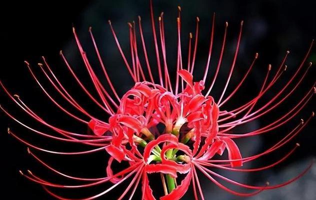 象征爱情至死不渝的植物有哪些？它们的花语是什么？