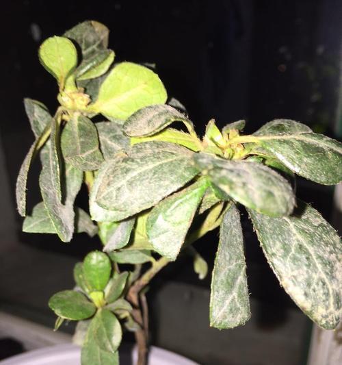 杜鹃花叶尖干枯怎么办？如何有效预防和处理？