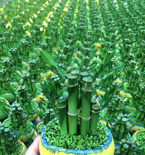 哪些植物象征步步高升？如何在家中摆放以提升运势？
