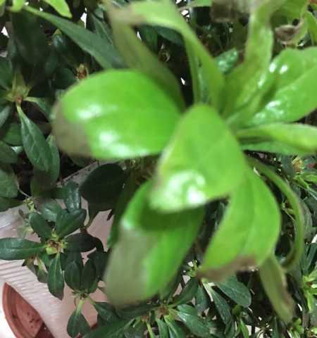 杜鹃花叶子出现白斑是什么原因？如何有效处理？