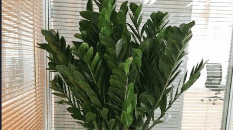 象征财富的植物有哪些？它们各自代表什么含义？