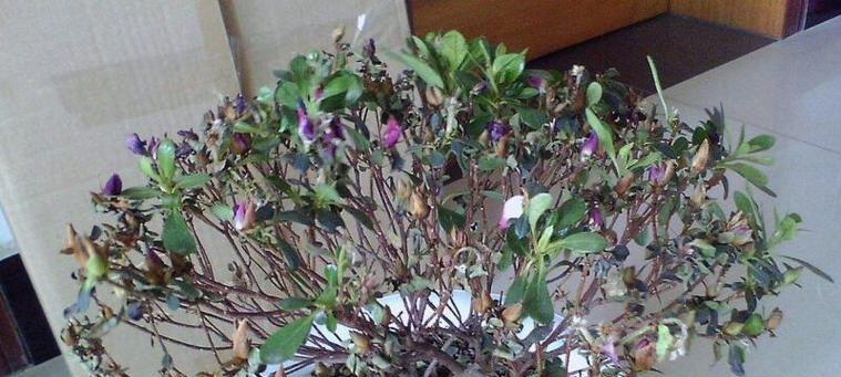 杜鹃花叶子发蔫怎么办？如何进行有效补救？
