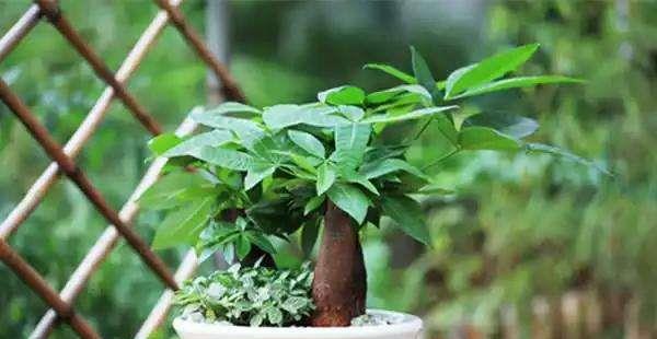 象征财运的植物有哪些？如何正确养护以招财进宝？
