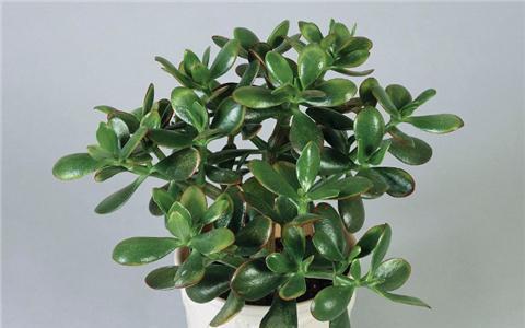象征财运的植物有哪些？如何正确养护以招财进宝？