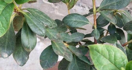 杜鹃花叶子干枯怎么办？如何有效预防和处理？
