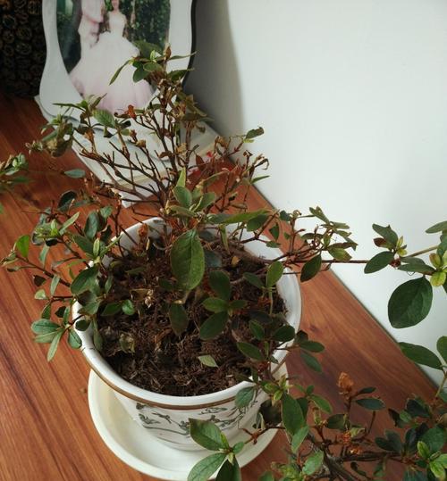 杜鹃花叶子干枯怎么办？如何有效预防和处理？