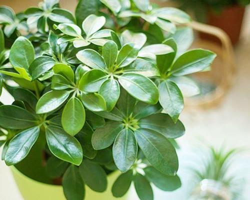 象征长寿的植物有哪些？它们各自代表什么含义？