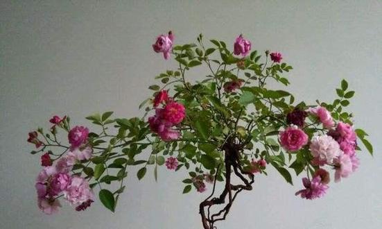 象征长寿的植物有哪些？它们各自代表什么含义？