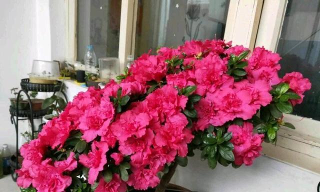 杜鹃花一年开几次花？如何确保花开不断？