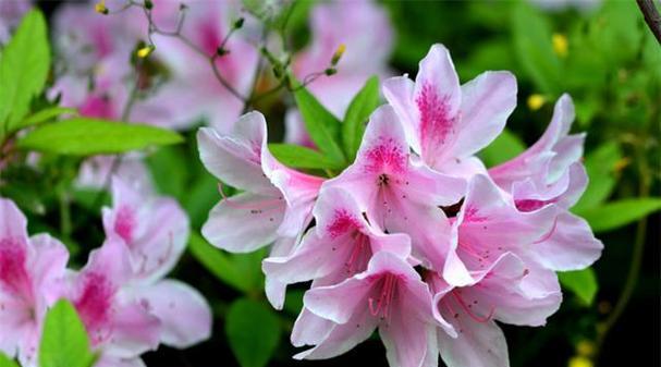 杜鹃花真的能四季开花吗？揭秘杜鹃花的花期真相？