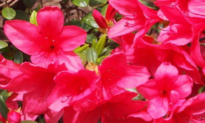 杜鹃花真的能四季开花吗？揭秘杜鹃花的花期真相？