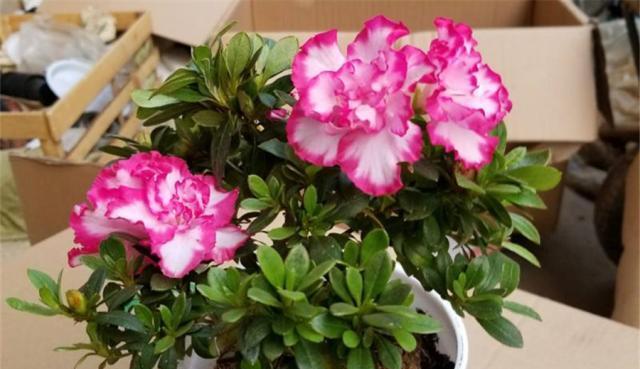 杜鹃花种植时选择大盆还是小盆好？哪种更适合？