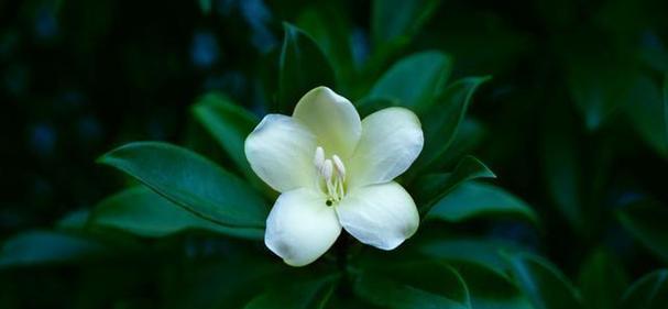 象征纯洁爱情的植物有哪些？它们的花语是什么？