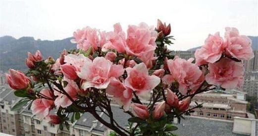 杜鹃花有毒吗？室内养护需要注意什么？