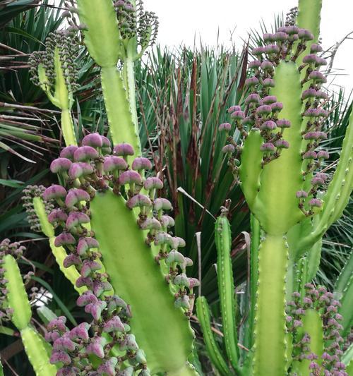 象征独立自由的植物有哪些？它们各自代表什么含义？
