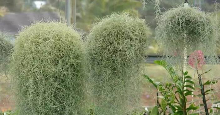 象征独立自由的植物有哪些？它们各自代表什么含义？
