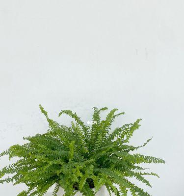 象征独立自由的植物有哪些？它们各自代表什么含义？