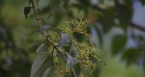 象征奉献的植物有哪些？它们各自代表什么含义？