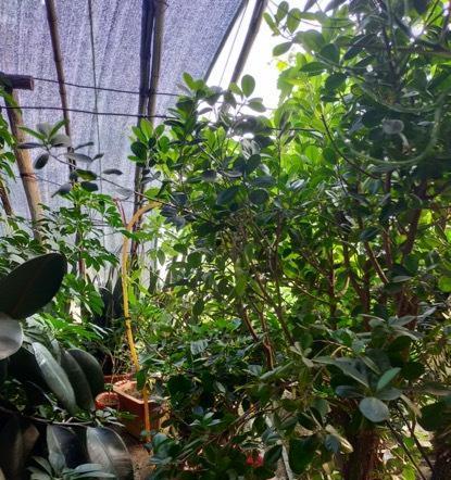 象征父爱的植物有哪些？它们各自代表什么含义？