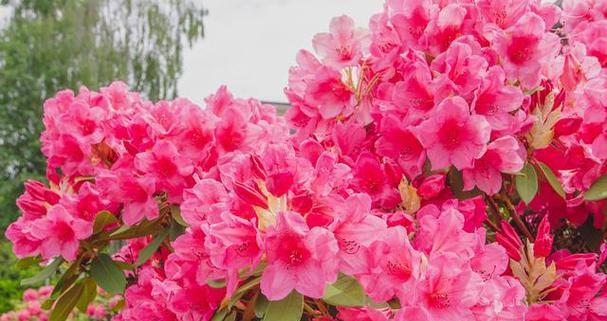 杜鹃花语是什么意思？杜鹃花代表了哪些含义？