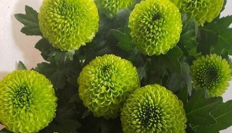 象征高洁的植物有哪些？它们各自代表什么含义？