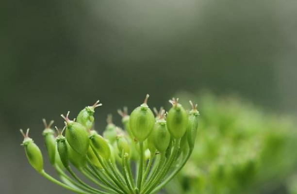 哪些植物象征孤独？它们的含义是什么？