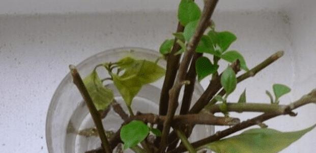 杜鹃花修剪枝条的最佳时间和方法是什么？