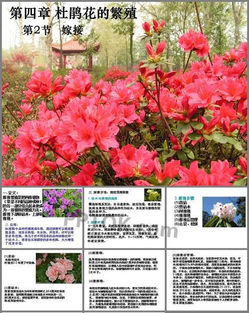 杜鹃花修剪枝条的最佳时间和方法是什么？
