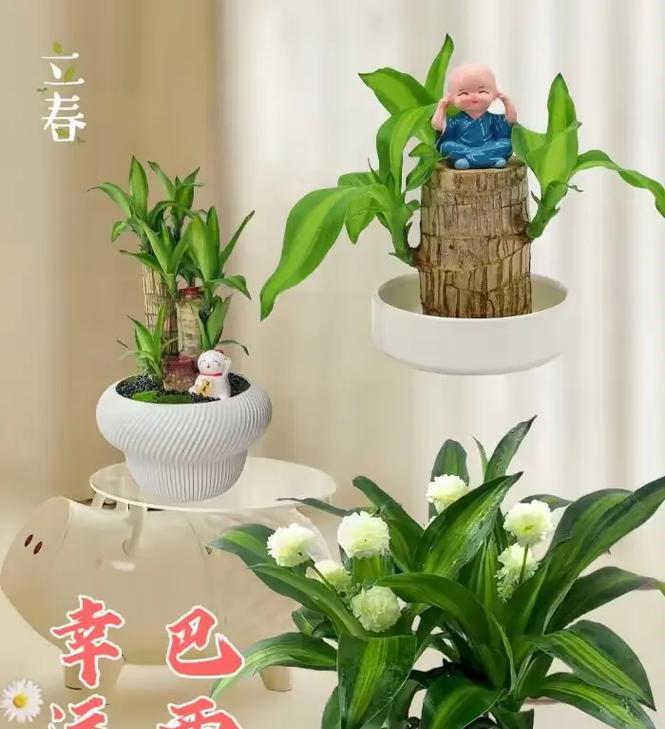 象征好运的植物有哪些？如何在家中摆放以招财纳福？