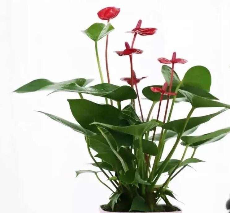 象征好运转运的植物有哪些？如何正确养护它们？