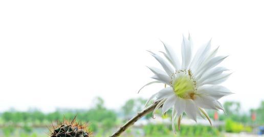 象征和平的植物有哪些？它们各自代表什么含义？