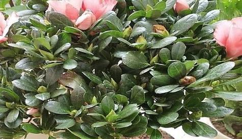 杜鹃花水养方法是什么？水养杜鹃花需要注意哪些问题？
