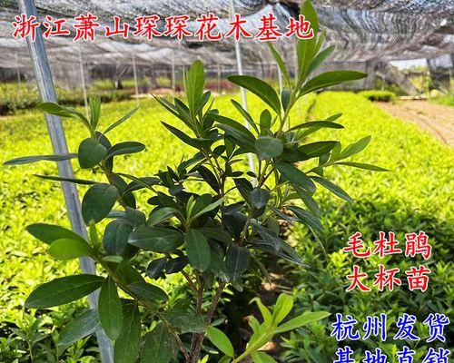 杜鹃花水养方法是什么？水养杜鹃花需要注意哪些问题？