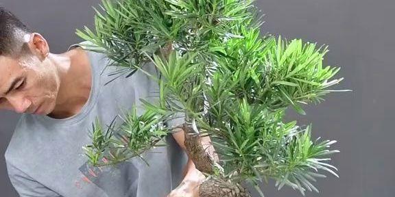 杜鹃花修剪技巧：如何打造完美造型？修剪枝叶的步骤图解是什么？