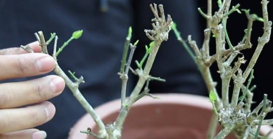 杜鹃花修剪技巧：如何打造完美造型？修剪枝叶的步骤图解是什么？
