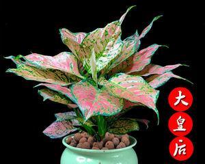 象征吉祥富贵的植物有哪些？它们各自代表什么含义？